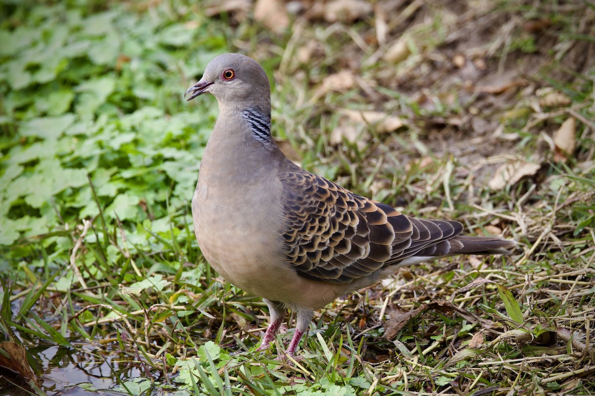 Oriental Turtle-Dove - ML646627353