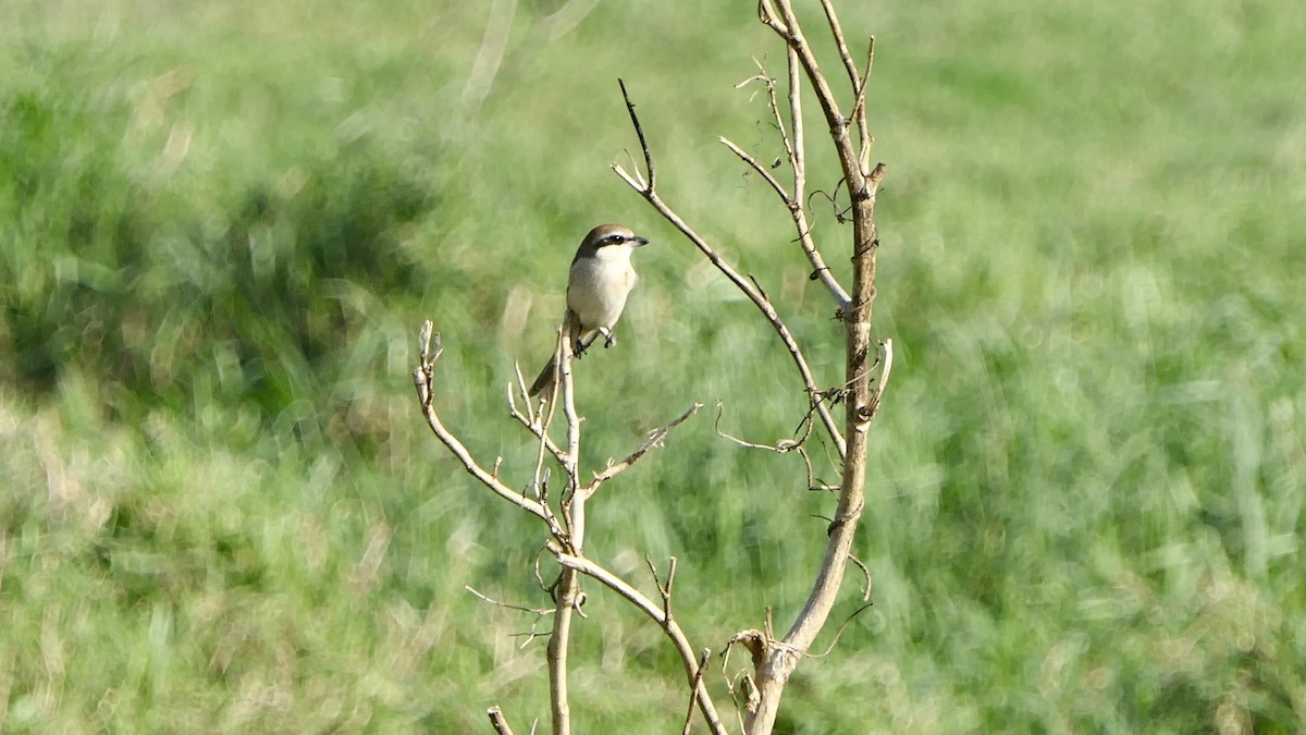 Brown Shrike - ML646627354