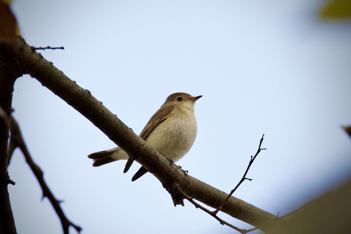 Papamoscas Papirrojo - ML646627355