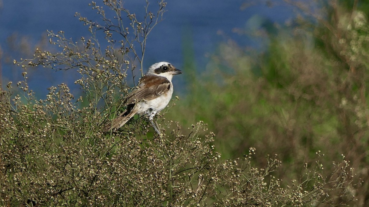 Bay-backed Shrike - ML646627356