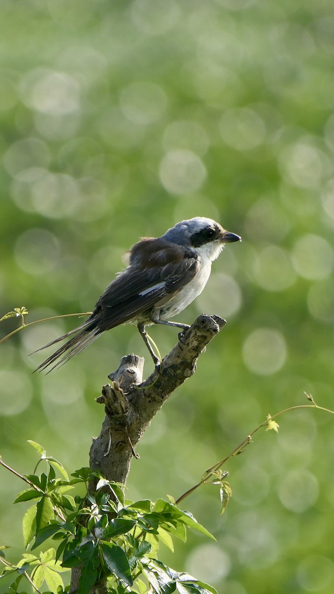 Bay-backed Shrike - ML646627357