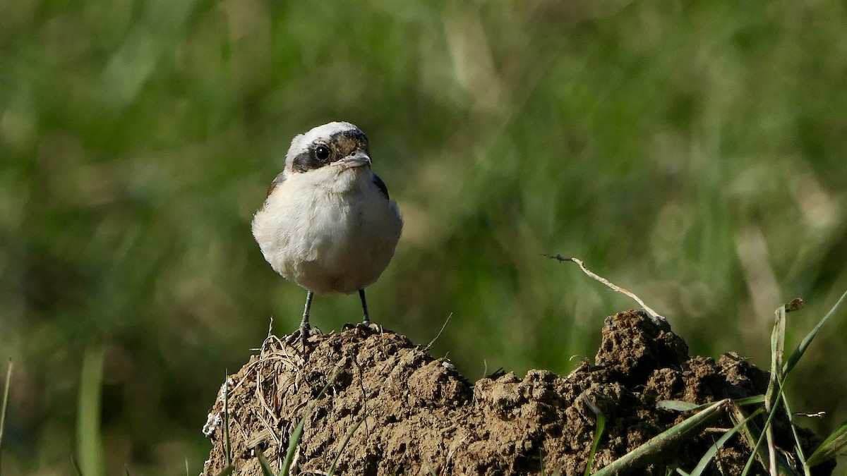 Bay-backed Shrike - ML646627358