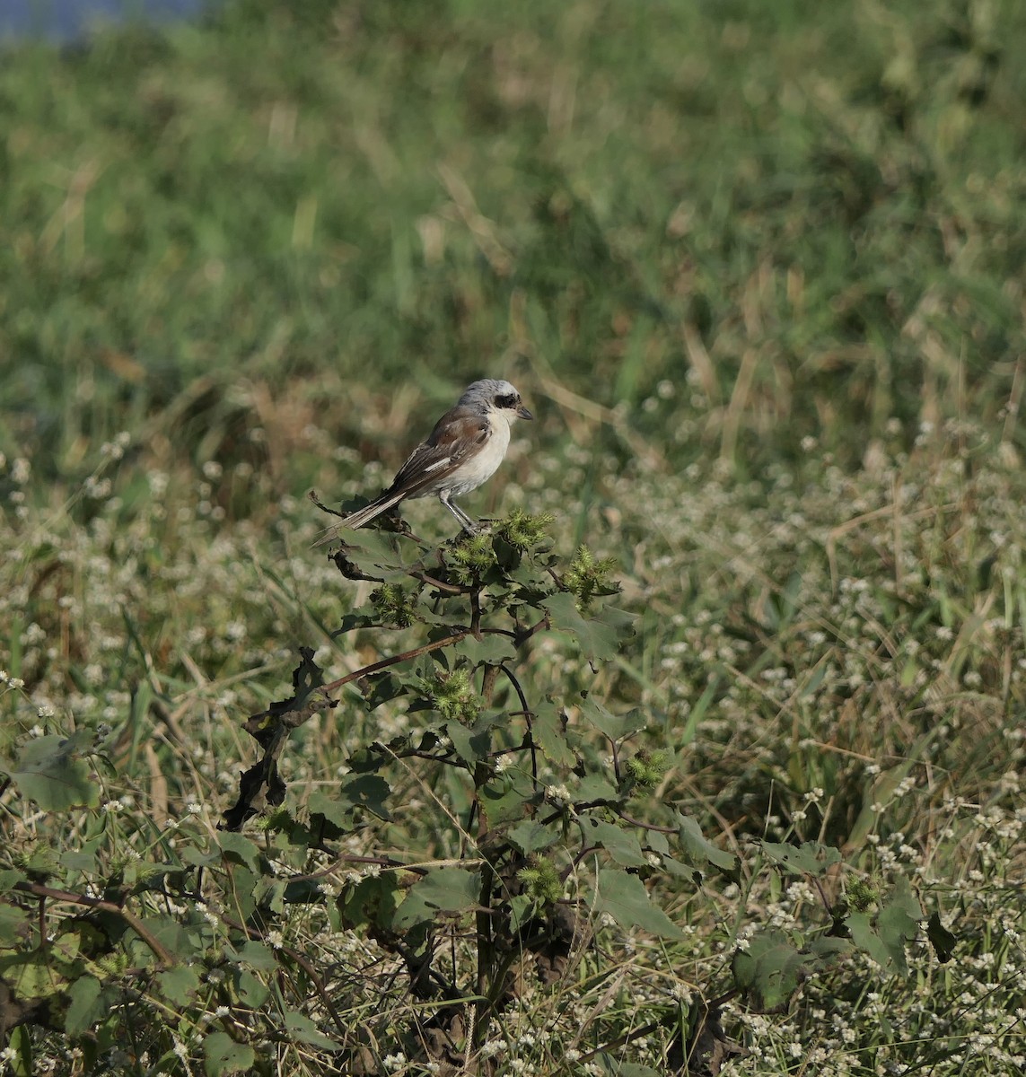 Bay-backed Shrike - ML646627359