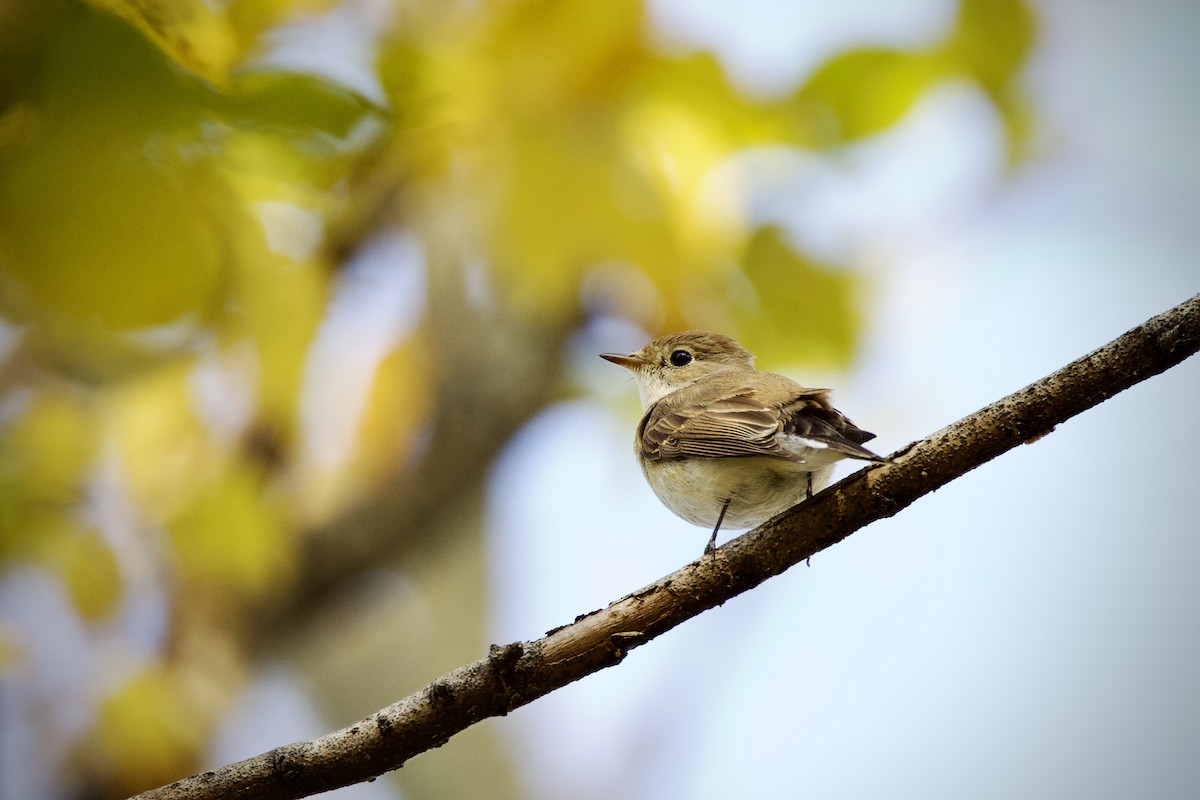 Papamoscas Papirrojo - ML646627360