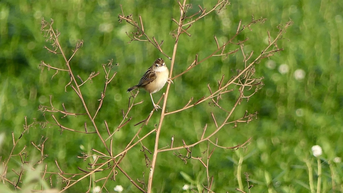 Cistícola Buitrón - ML646627361