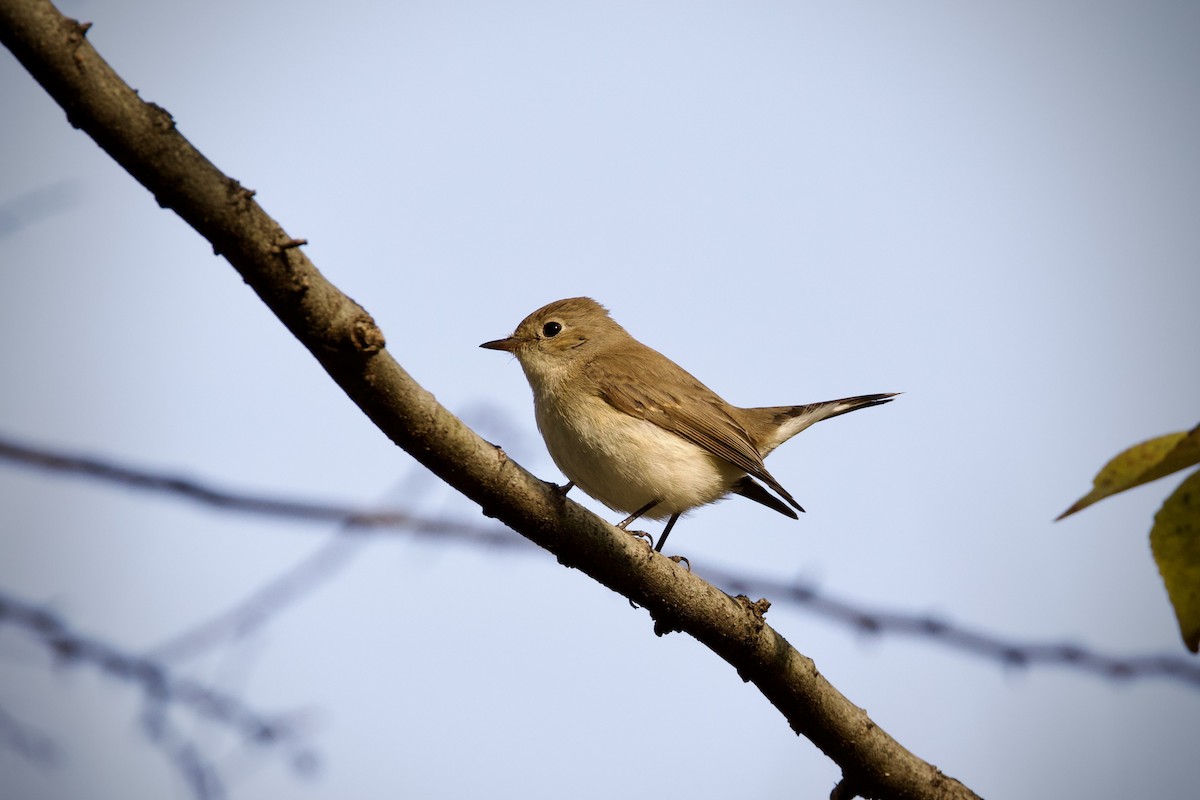 Papamoscas Papirrojo - ML646627362