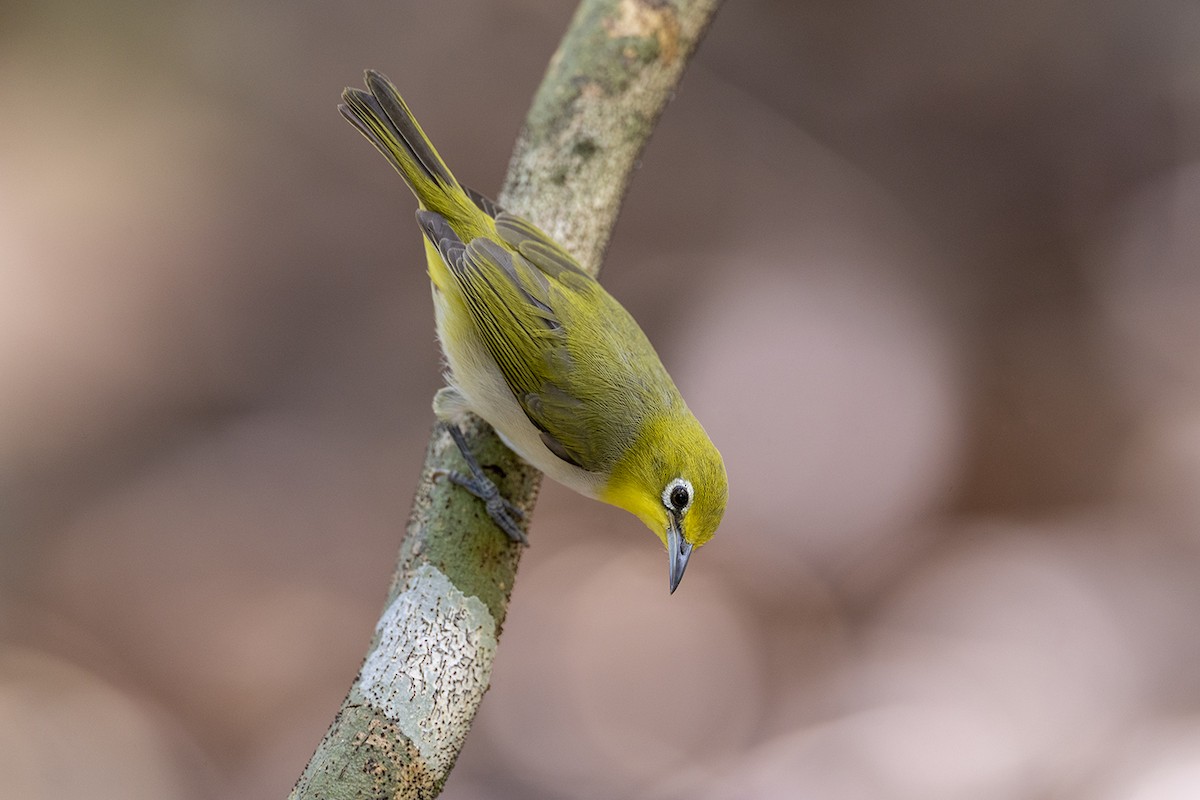 Zitronenbrillenvogel - ML646627363