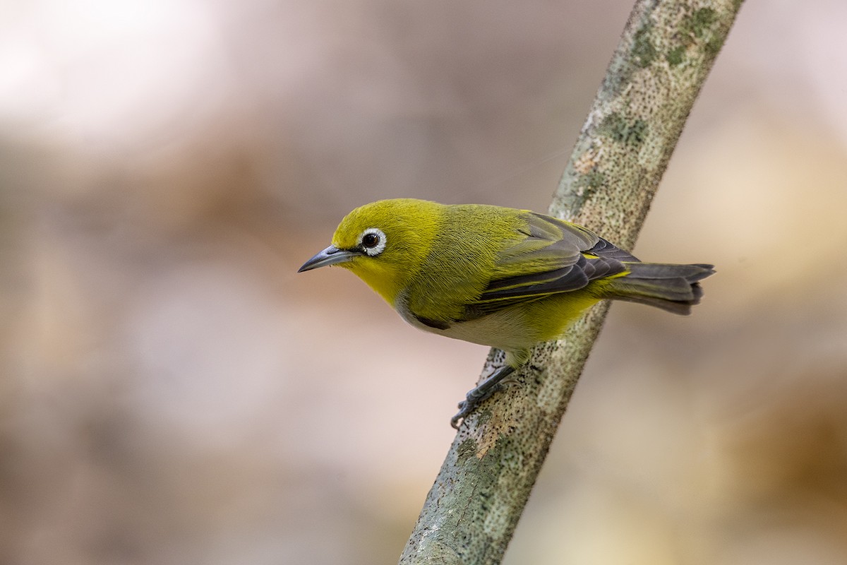 Zitronenbrillenvogel - ML646627364