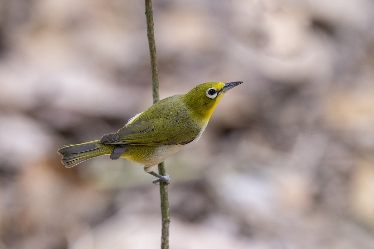 Zitronenbrillenvogel - ML646627365