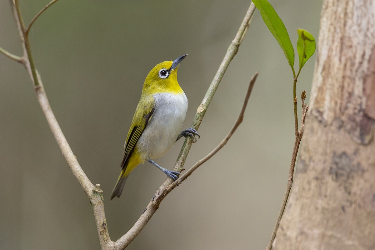 Zitronenbrillenvogel - ML646627366