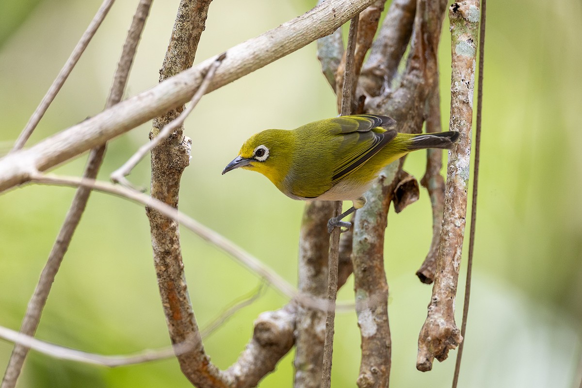 Zitronenbrillenvogel - ML646627368