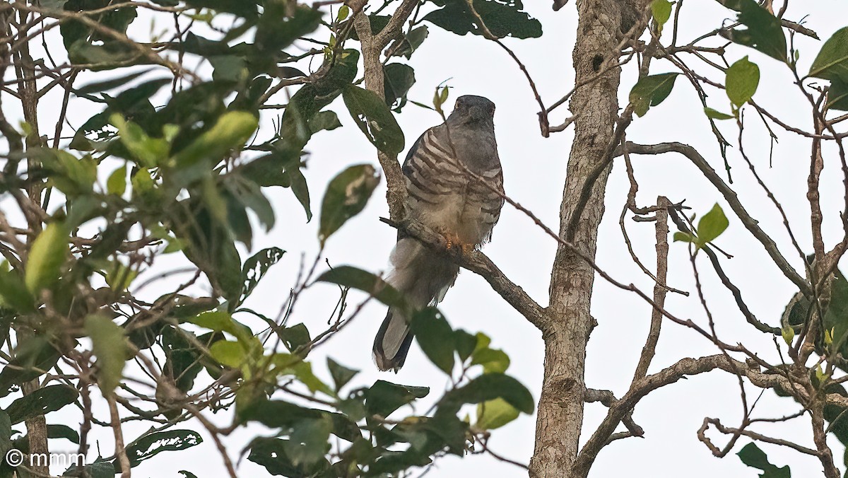 Baza Africano - ML646627369