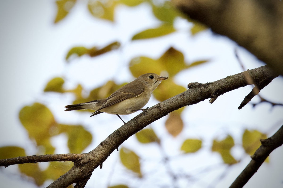 Papamoscas Papirrojo - ML646627372
