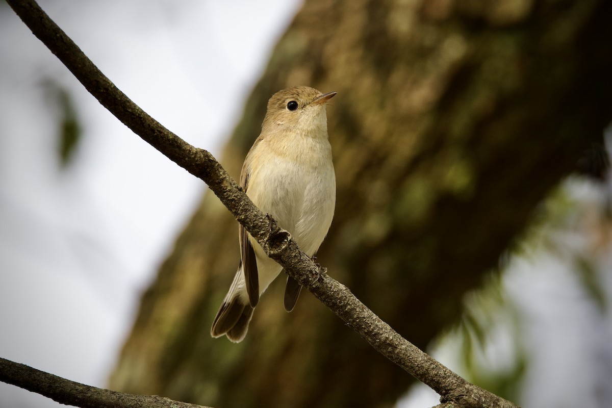 Papamoscas Papirrojo - ML646627375