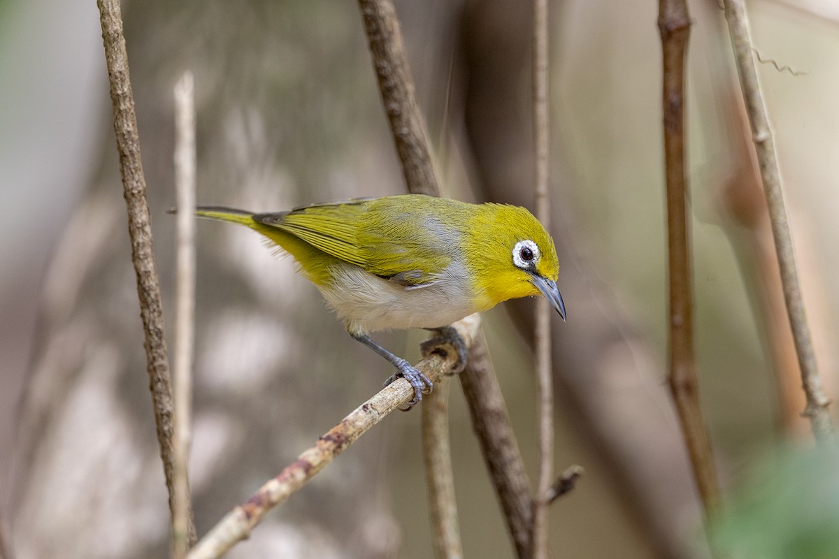 Graumantel-Brillenvogel - ML646627376