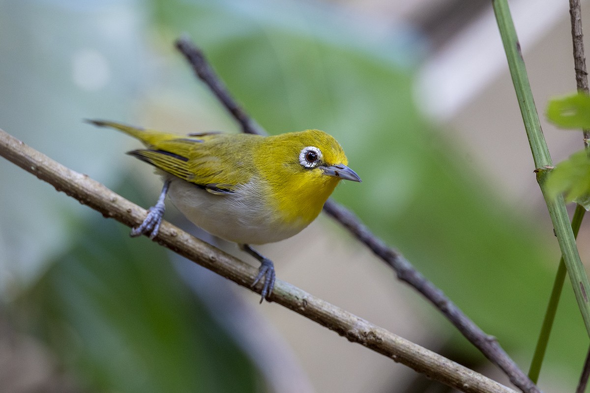 Graumantel-Brillenvogel - ML646627377