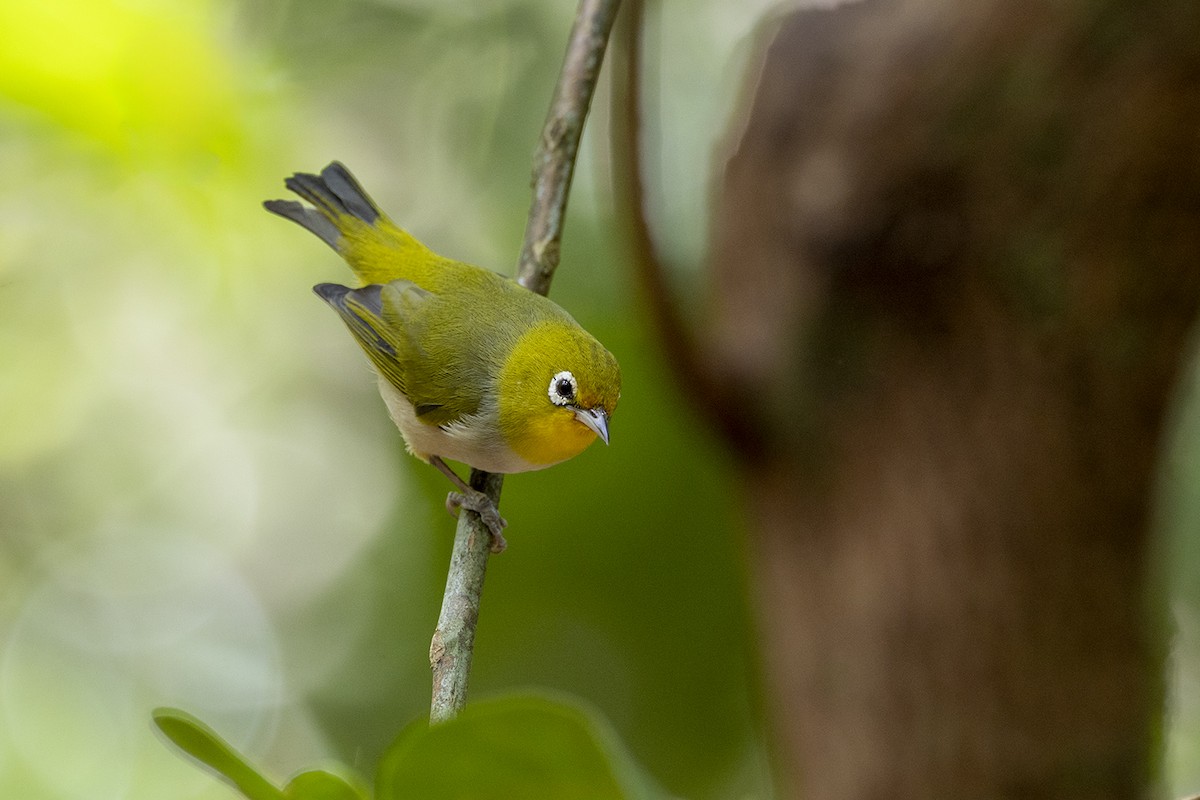 Graumantel-Brillenvogel - ML646627378