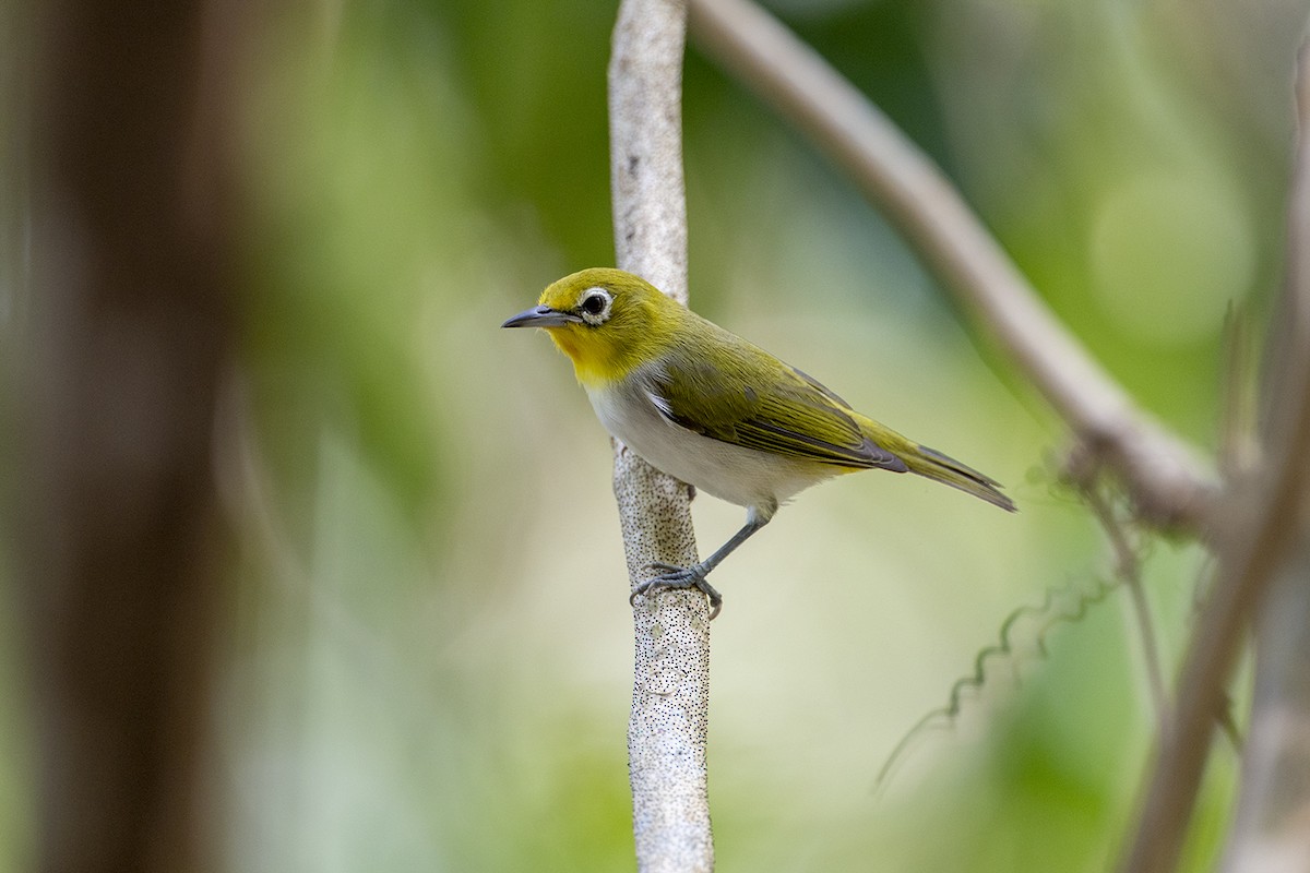 Graumantel-Brillenvogel - ML646627379