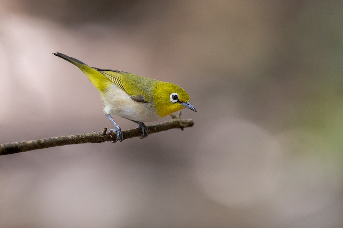 Graumantel-Brillenvogel - ML646627380