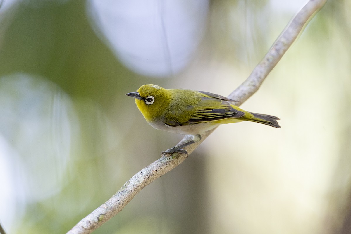 Graumantel-Brillenvogel - ML646627381