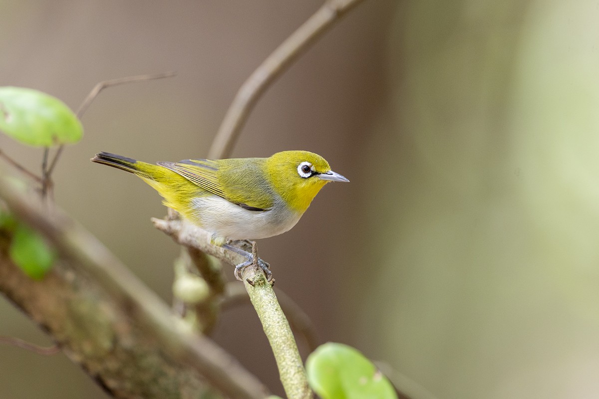 Graumantel-Brillenvogel - ML646627382