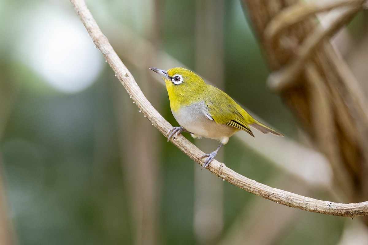 Graumantel-Brillenvogel - ML646627383