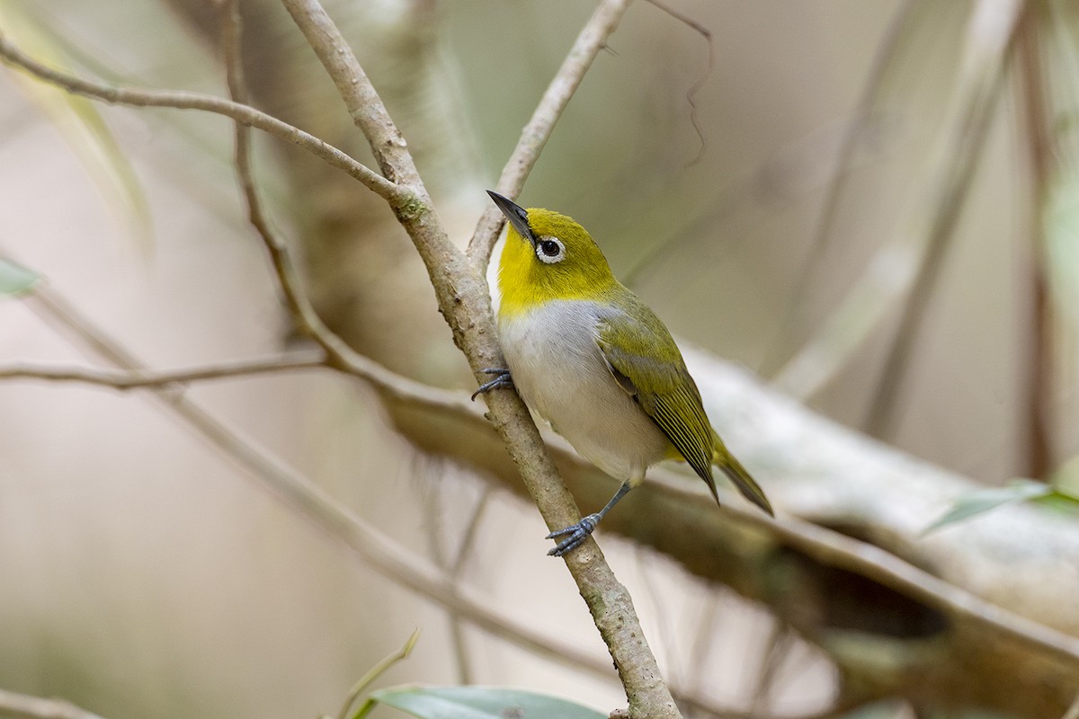 Graumantel-Brillenvogel - ML646627384