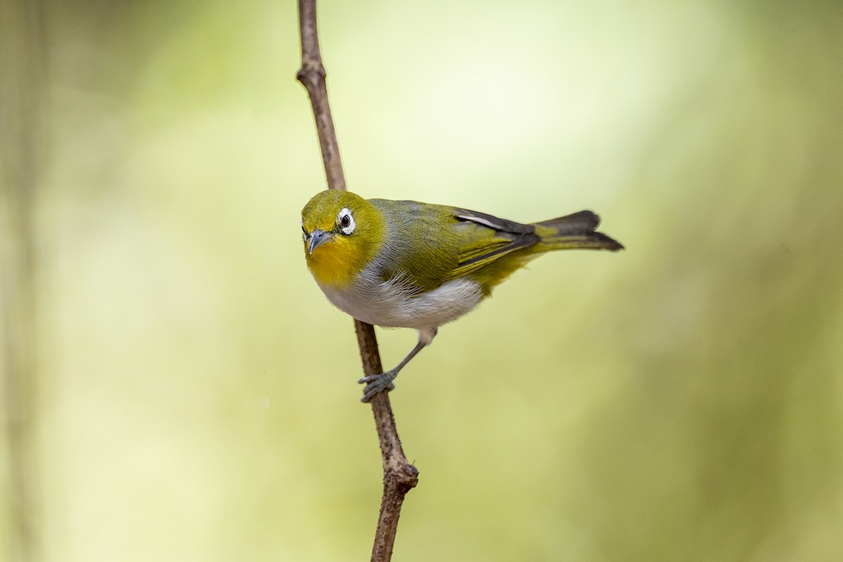 Graumantel-Brillenvogel - ML646627385