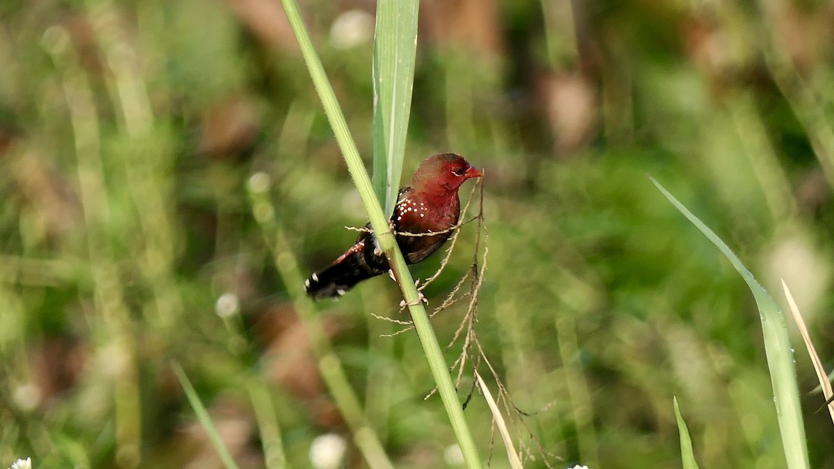 Bengalí Rojo - ML646627386