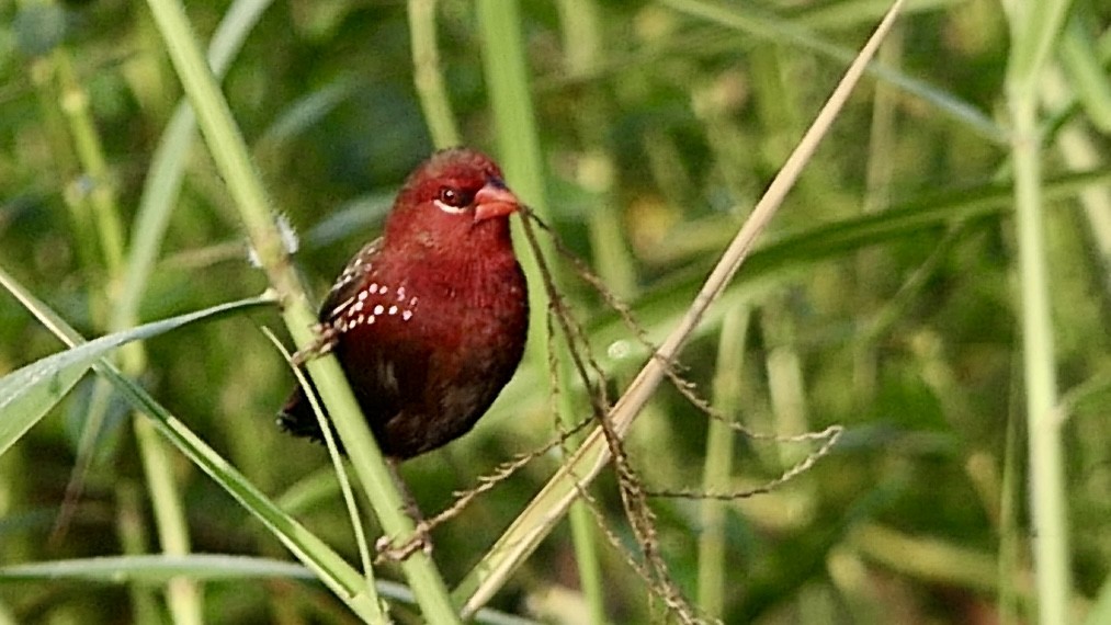 Bengalí Rojo - ML646627387