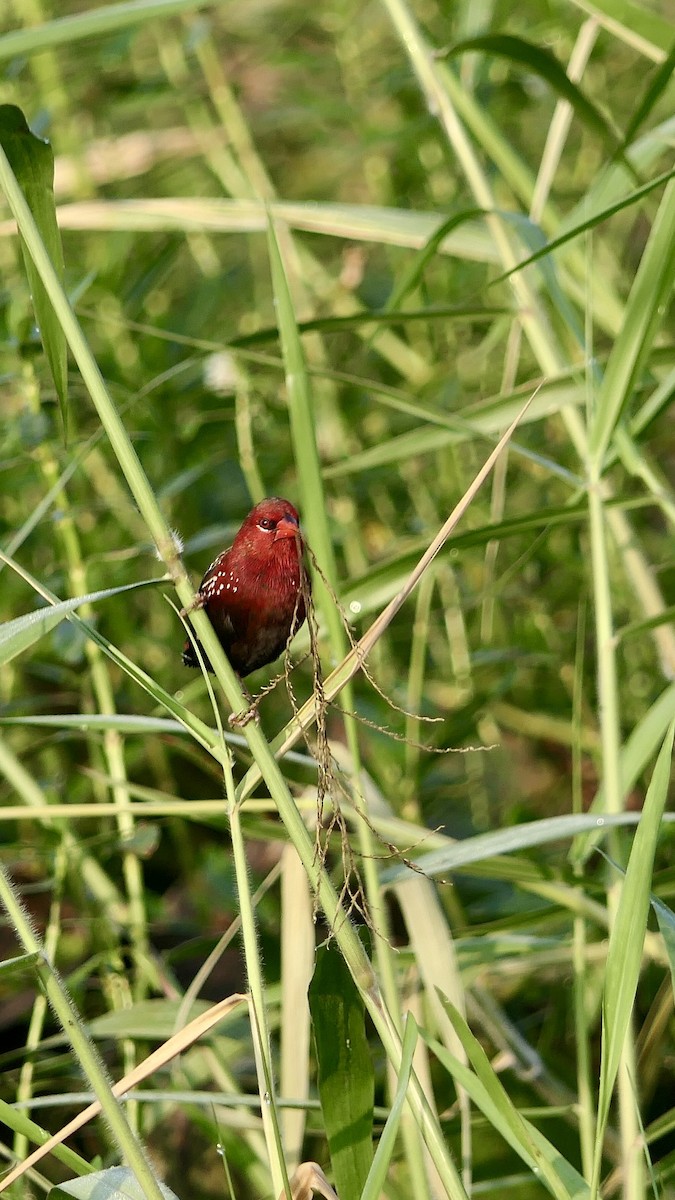 Bengalí Rojo - ML646627388