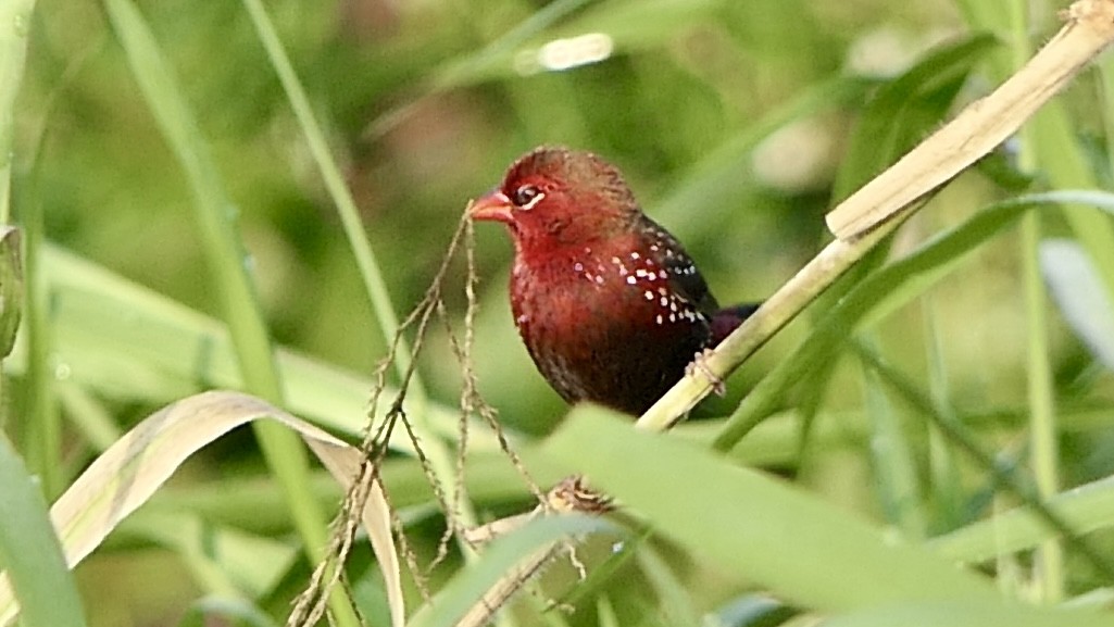 Bengalí Rojo - ML646627389