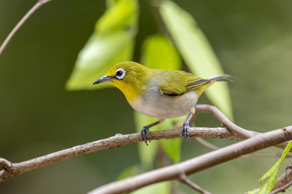 Graumantel-Brillenvogel - ML646627390