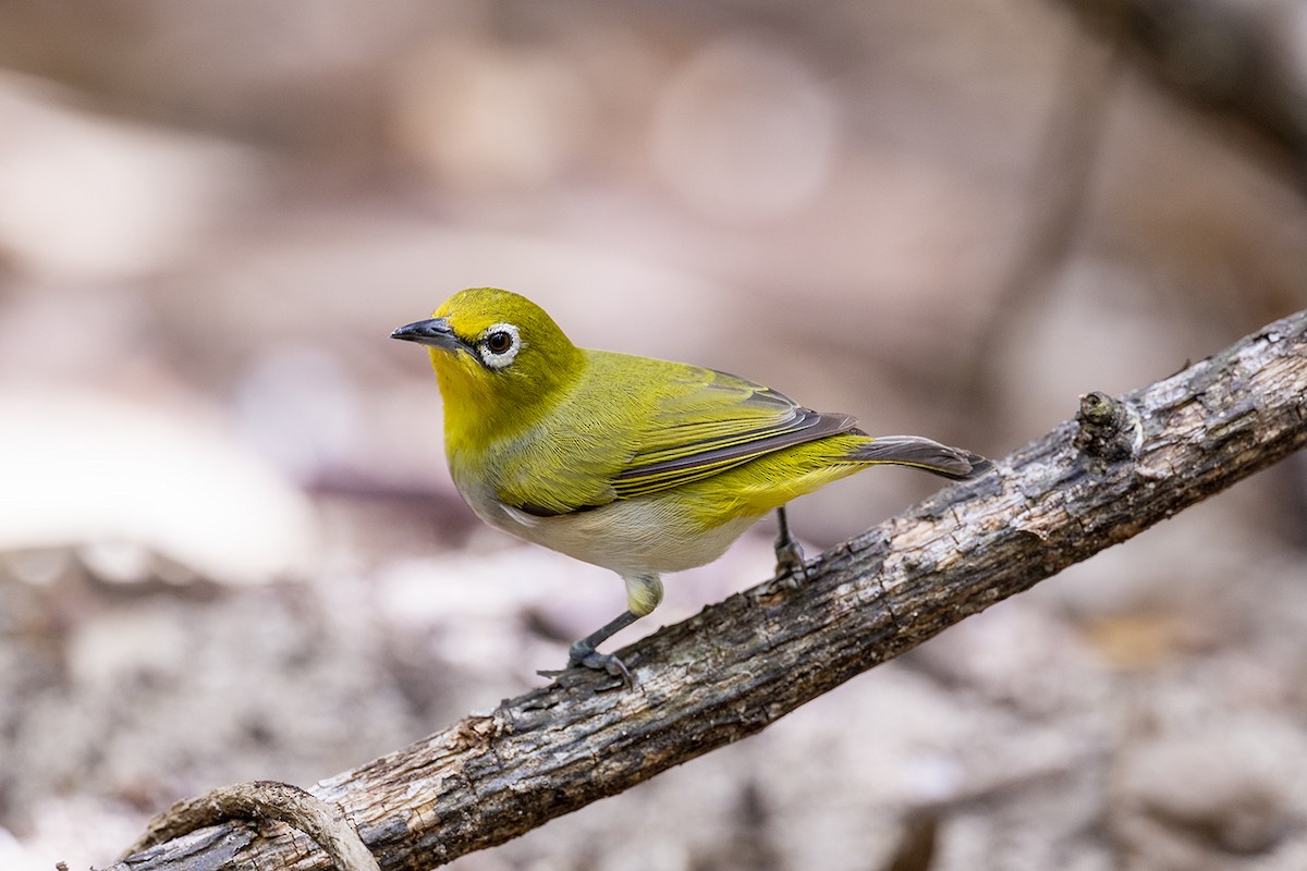 Graumantel-Brillenvogel - ML646627391