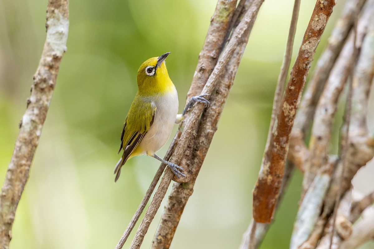 Graumantel-Brillenvogel - ML646627392