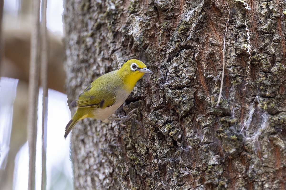Graumantel-Brillenvogel - ML646627393