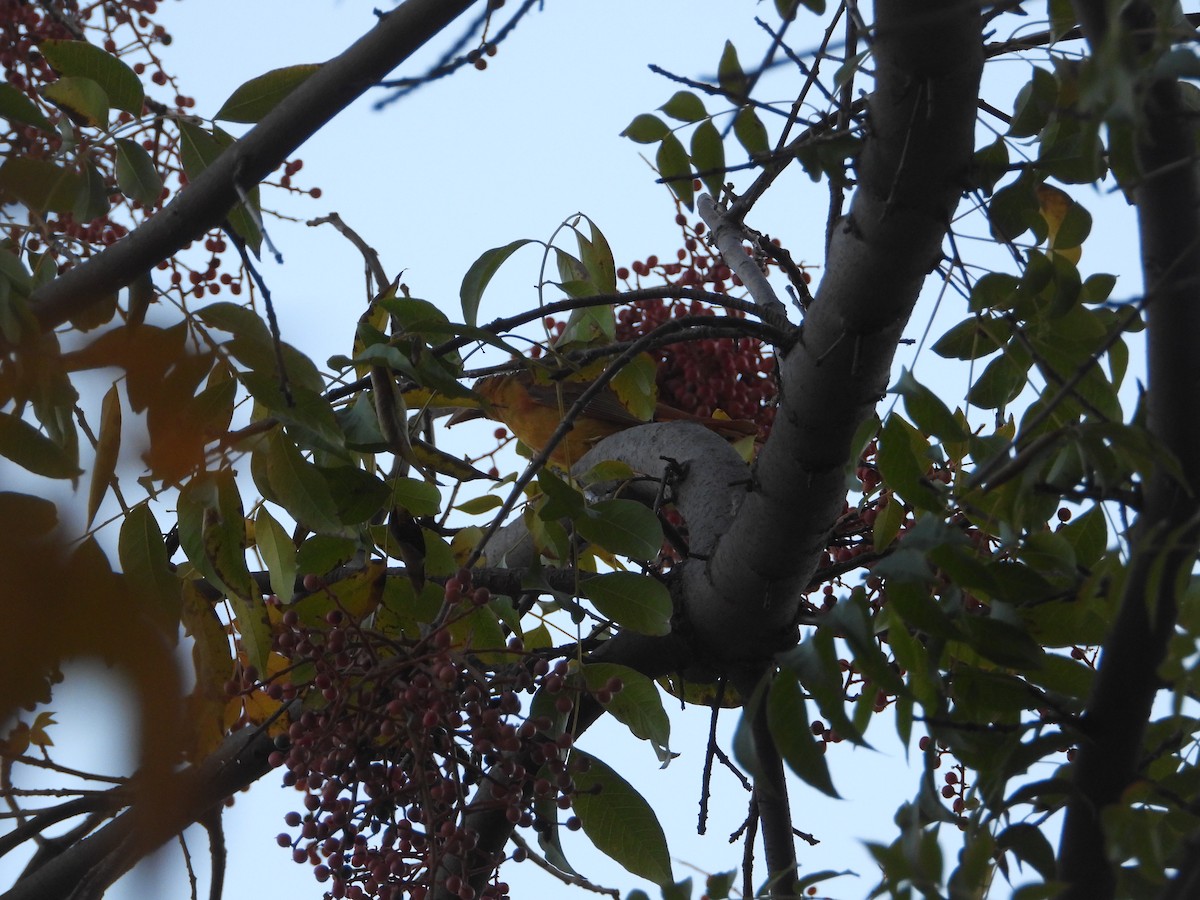 Summer Tanager - ML646627394