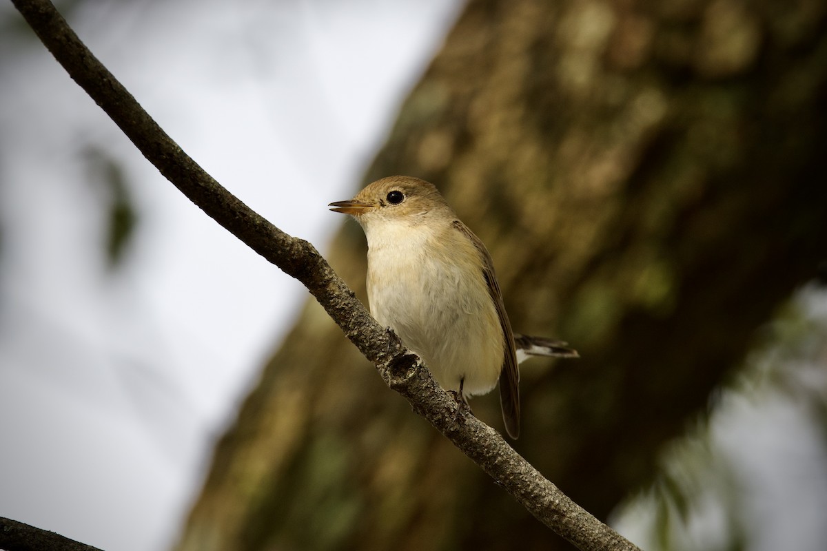 Papamoscas Papirrojo - ML646627395