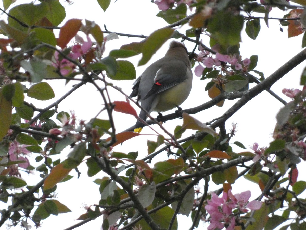 Cedar Waxwing - ML646627396