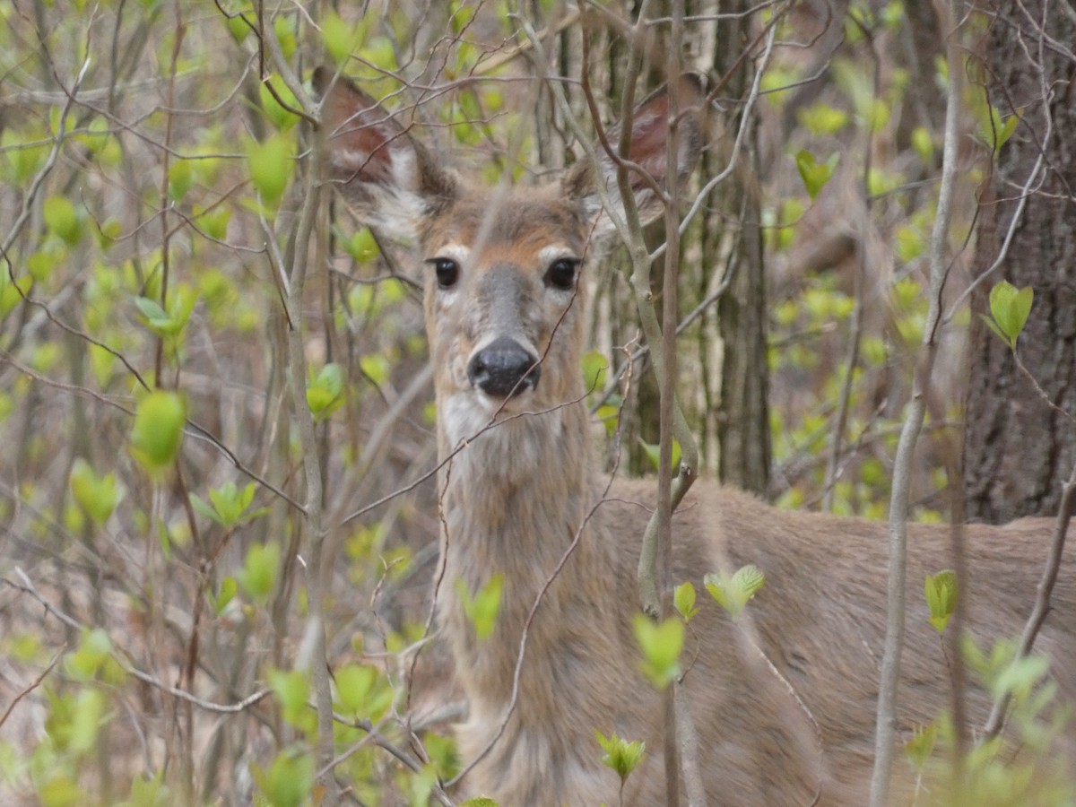 White-tailed Deer - ML646627397