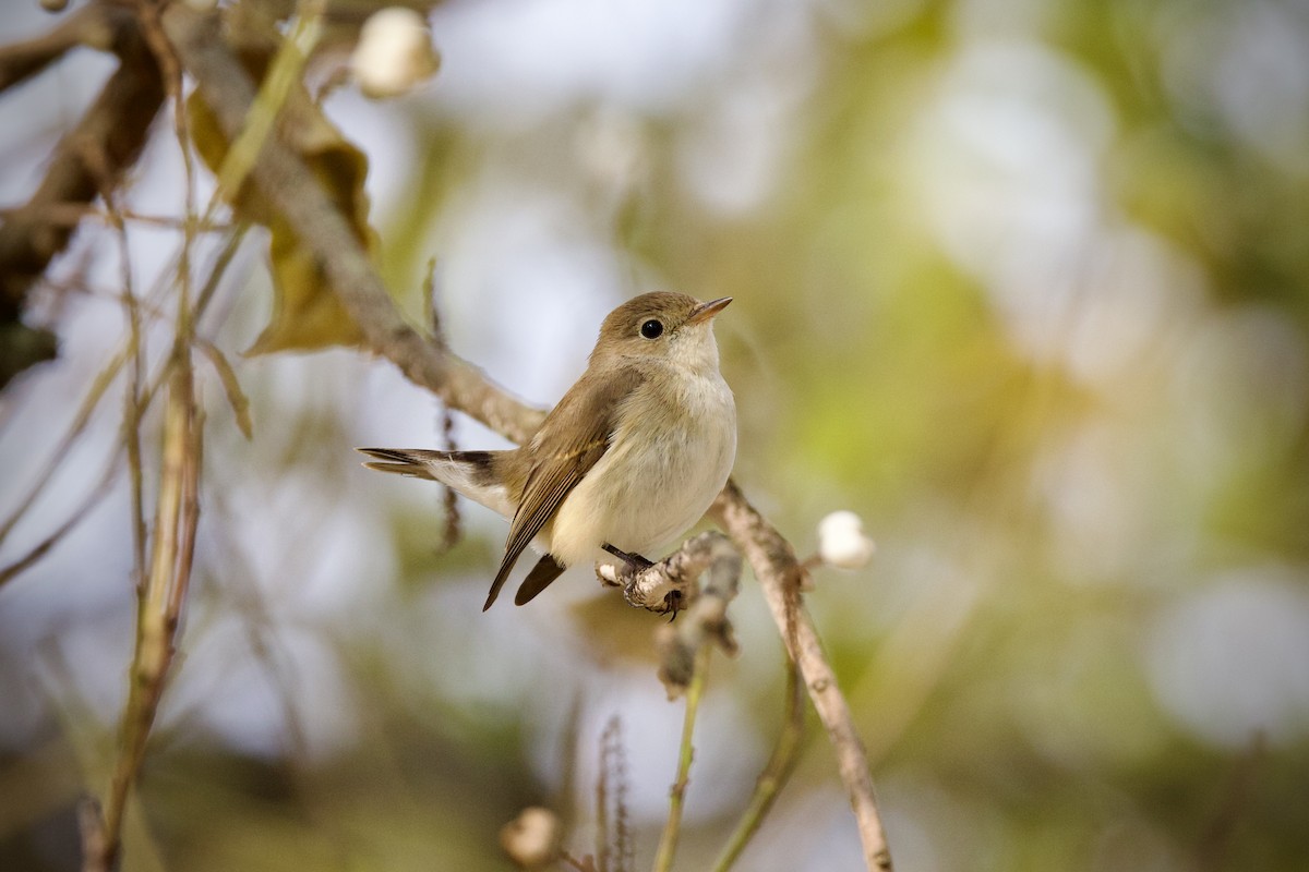 Papamoscas Papirrojo - ML646627398