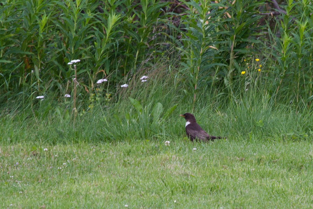 Mirlo Capiblanco - ML646627399