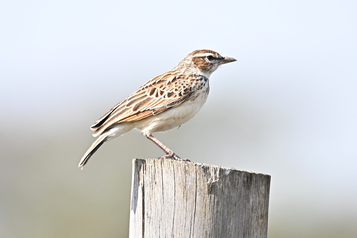 Fawn-colored Lark - ML646627400