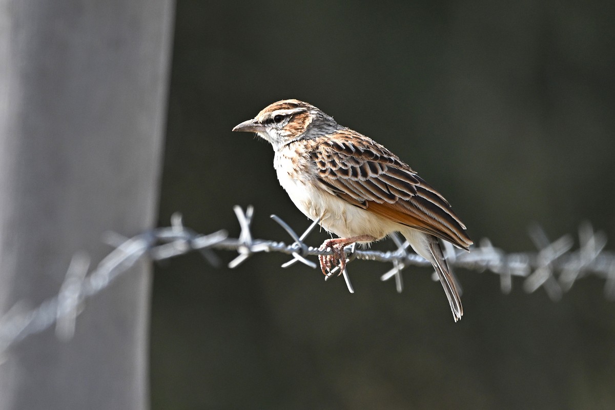Fawn-colored Lark - ML646627401