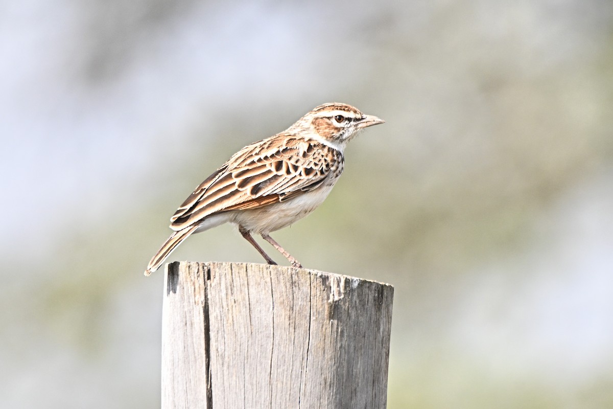 Fawn-colored Lark - ML646627402
