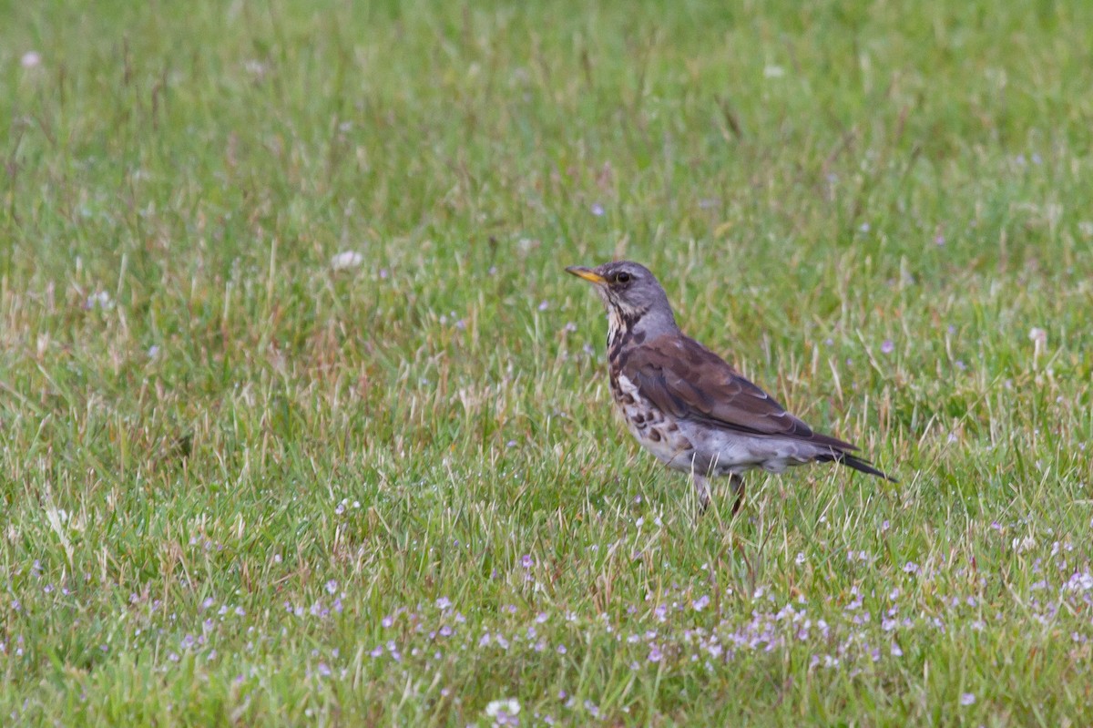 Zorzal Real - ML646627403