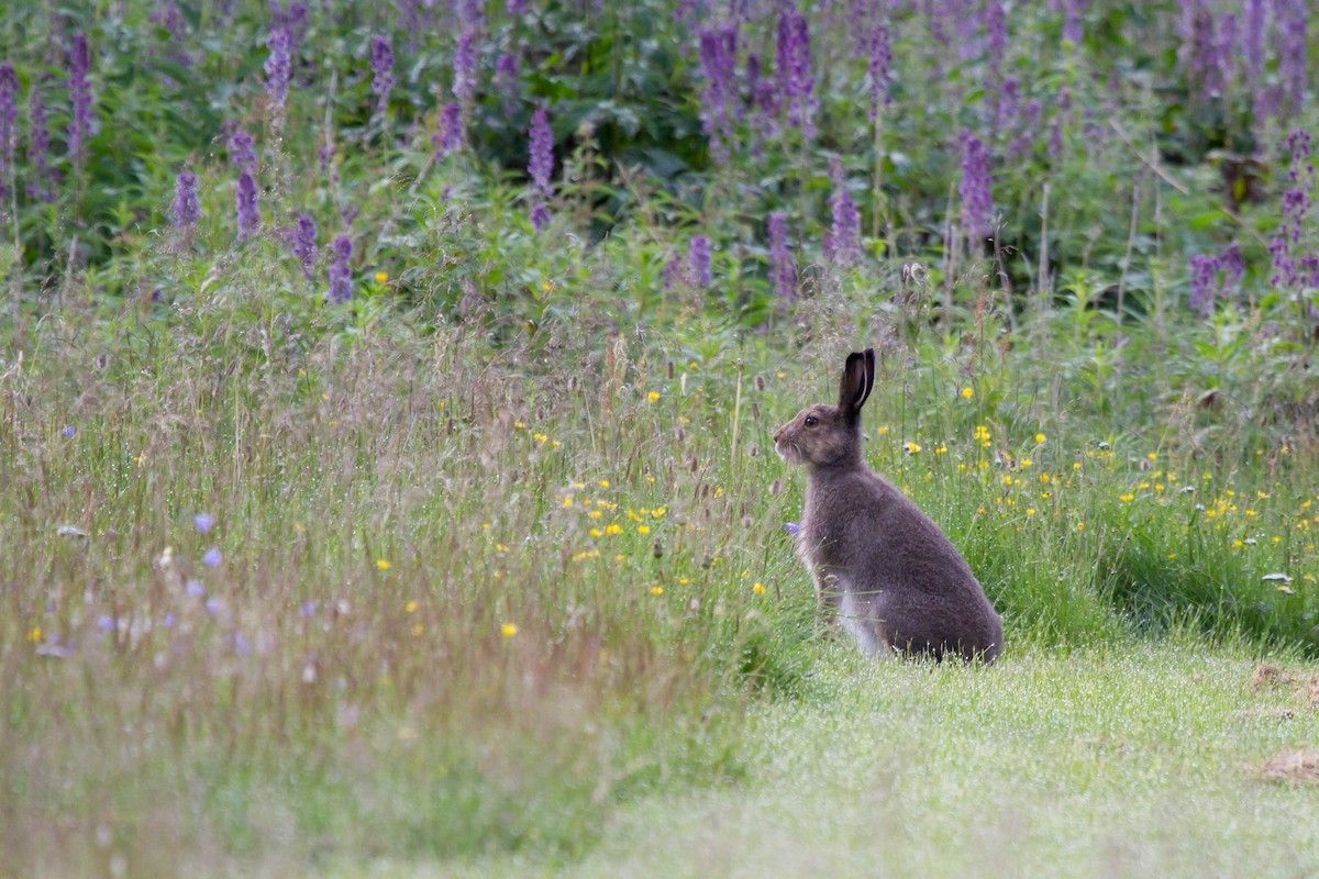 雪兔 - ML646627404