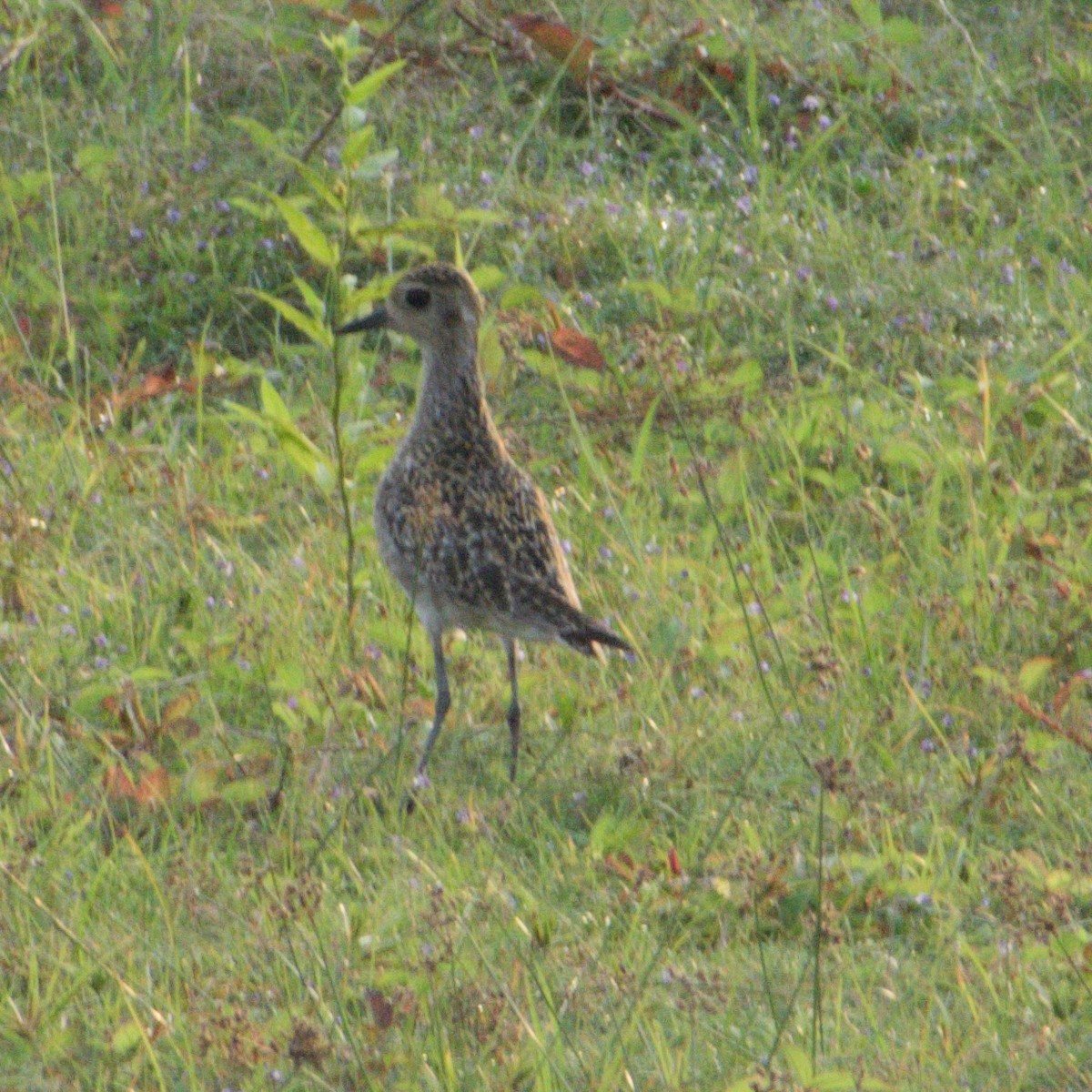 太平洋金斑鴴 - ML646627405