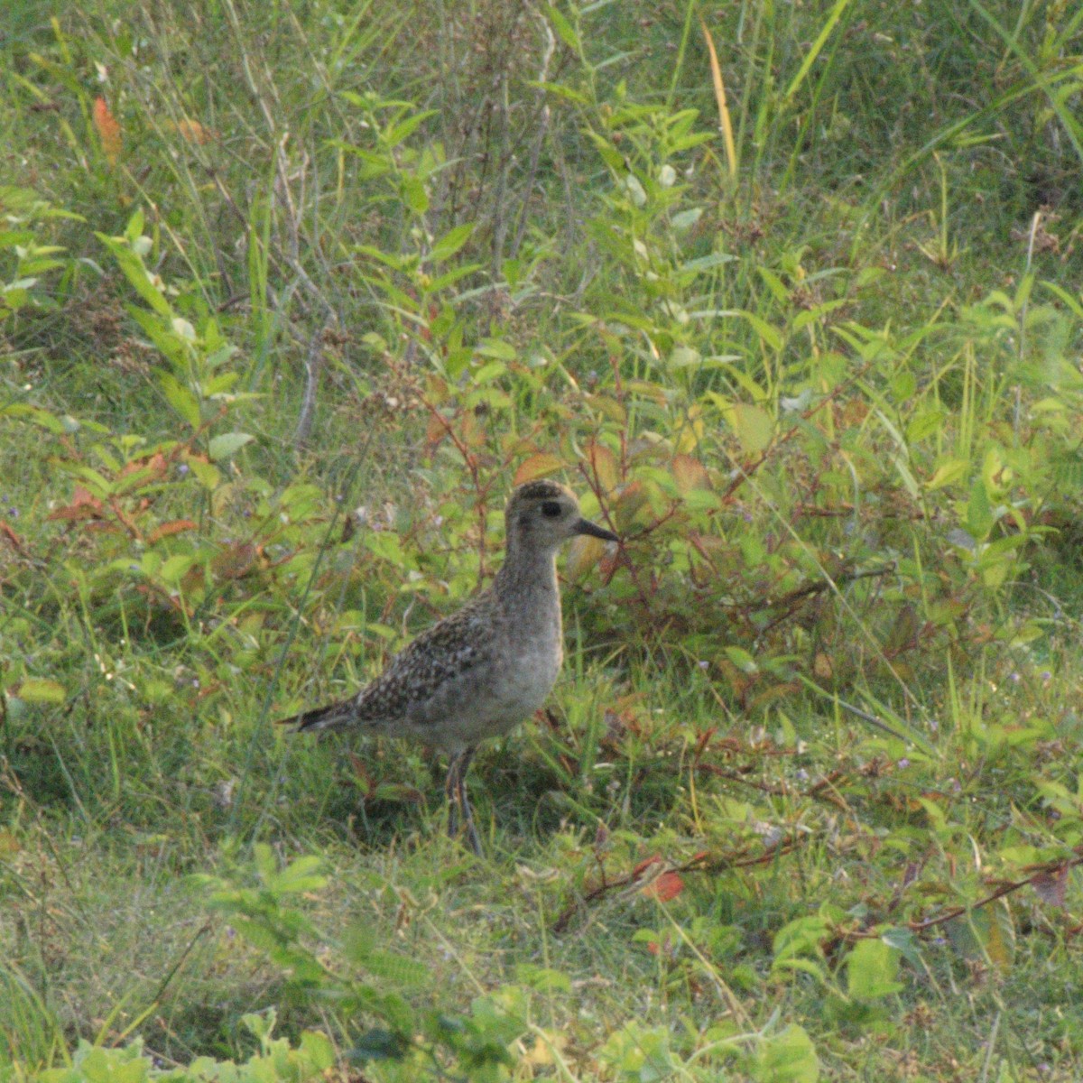 太平洋金斑鴴 - ML646627406