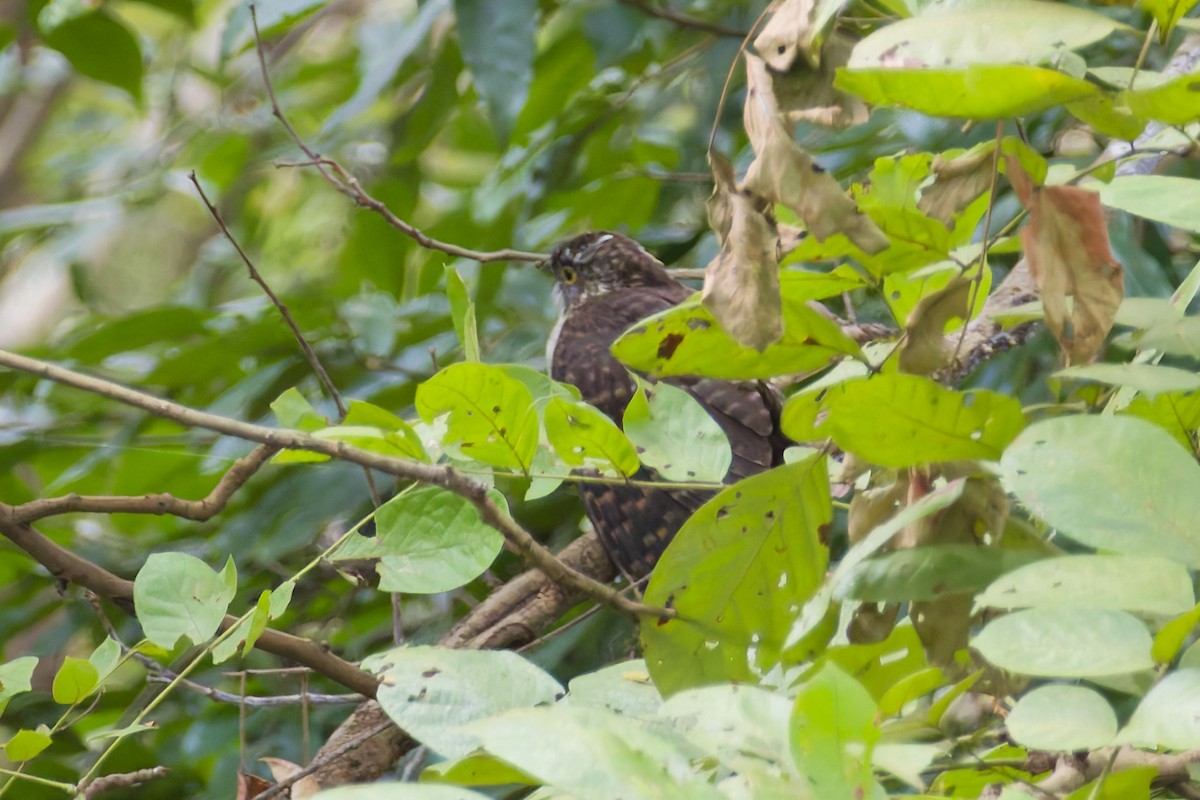 オオジュウイチ - ML646627410